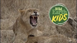 Question of the Week: Do Lions Have Sharp Teeth?