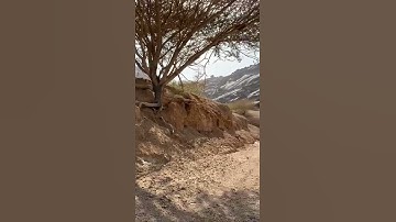 دحيم الحماد 1443ه تلاوة من سورة الذاريات