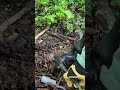 くくり罠を踏むとこうなる