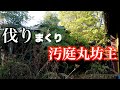 【伐採】雑木42本 落ち葉/枯葉すべて伐ります