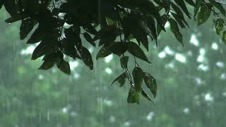 Rain That Won't Turn Into a Storm | 2+ Hours of Gentle Rain and Soft Piano | Lowlight