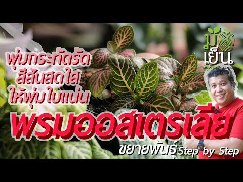 วีดีโอ: การสืบพันธุ์ของ Fittonia: คุณสมบัติ คำแนะนำพร้อมรูปถ่าย กฎการดูแลและการผสมพันธุ์