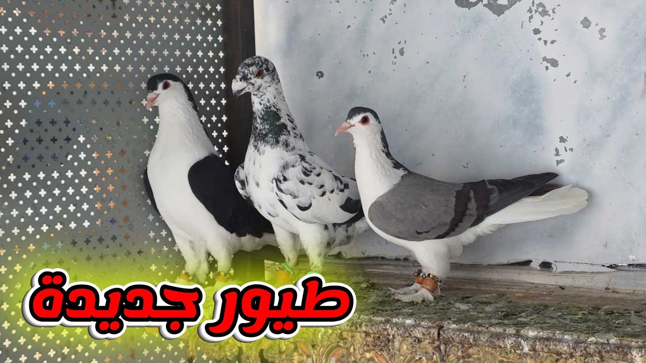اجاني طيور جديدة على السطح وطلعت كل مخاليف السطح