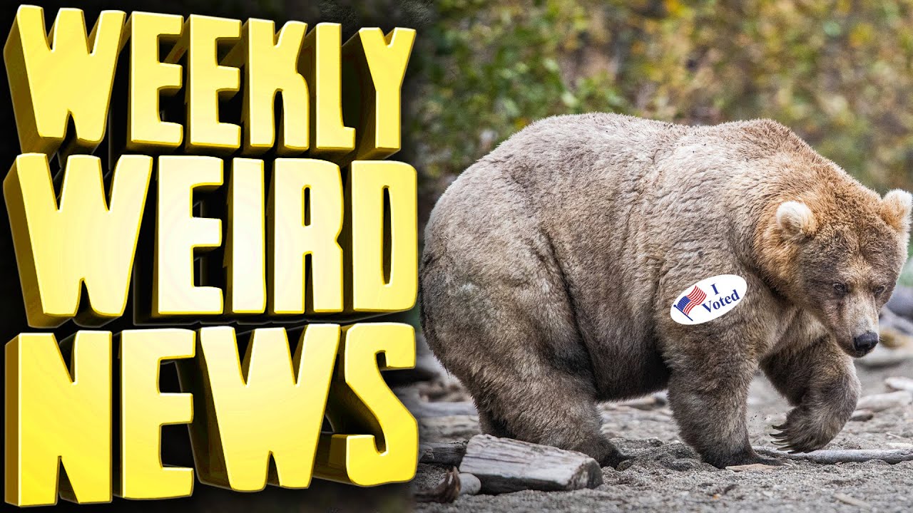 Скандал с мошенничеством на выборах на неделе «Толстого медведя» — еженедельные странные новости