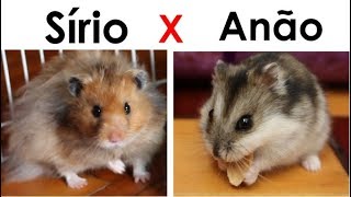 Diferenças entre hamster Sírio e Anão Russo