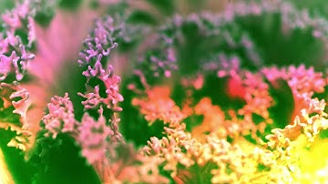 Eurorack jam (bitboxmicro)