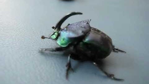 Insects of the Southwest Part 2:  Phanaeus quadridens