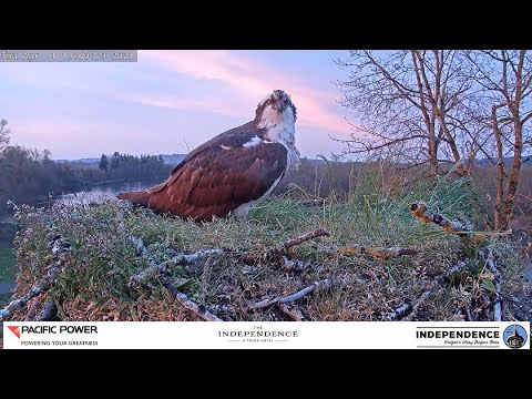 Osprey Nest Live - Independence, Oregon — Independence, OR live camera thumbnail