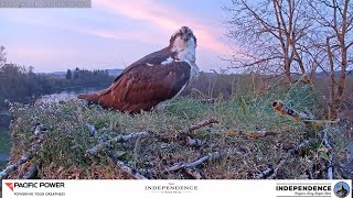 2026 Osprey Nest - LIVE - Independence, Oregon