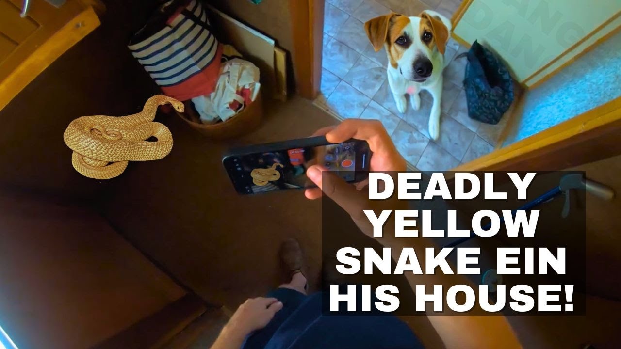 DEADLY YELLOW SNAKE INSIDE HIS HOUSE!