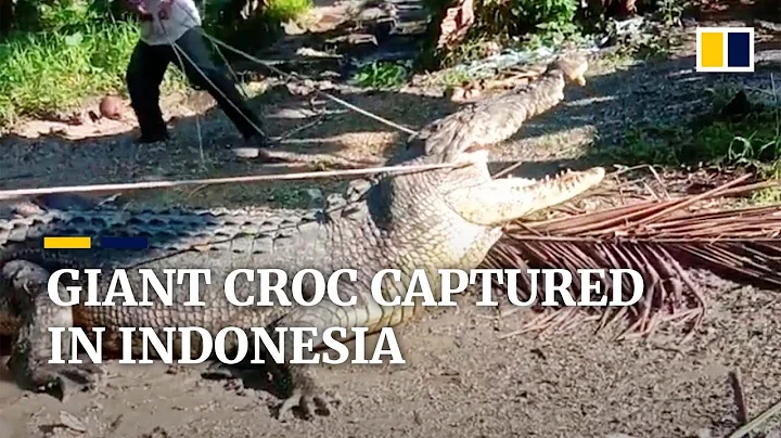 Indonesian man captures 4.3-metre crocodile that was terrorising local village - DayDayNews