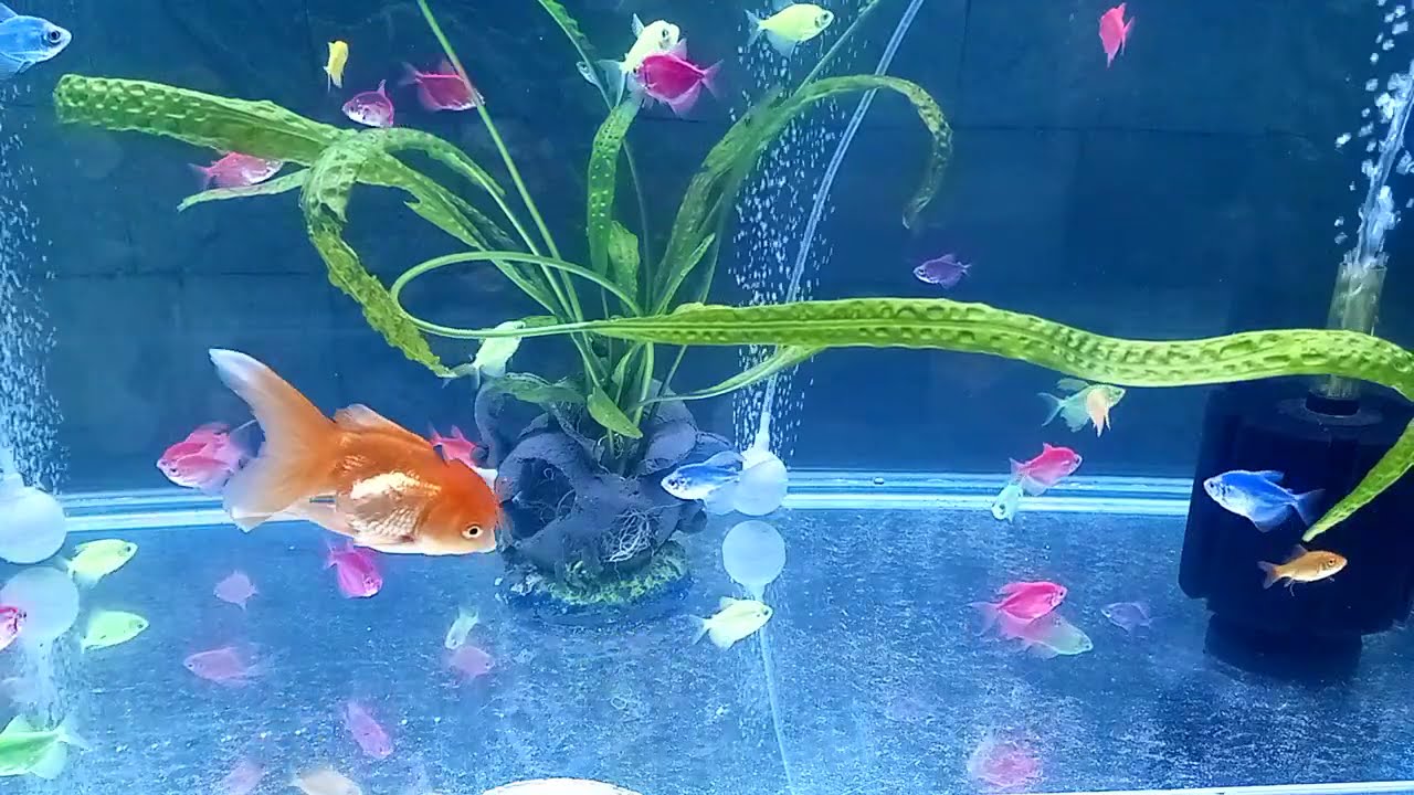 Simple 75 gallon freshwater fish tank | Relaxing aqua scene with music