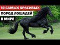 Топ 10 Самых Красивых Лошадей в Мире. Самые Красивые Породы Лошадей