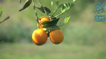 سورة المنافقون