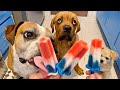 Dogs and puppy try rocketpop pupsicles try not to smile