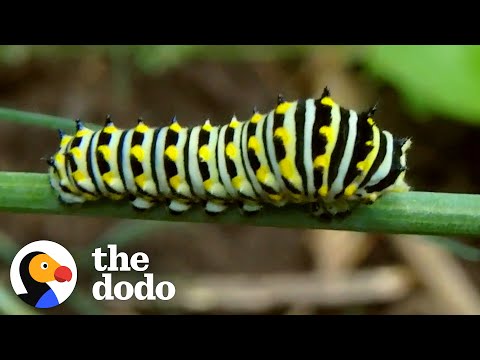 Video: The most beautiful caterpillar - swallowtail