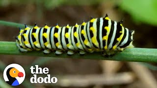 Caterpillar Morphs Into Beautiful Swallowtail Butterfly | The Dodo