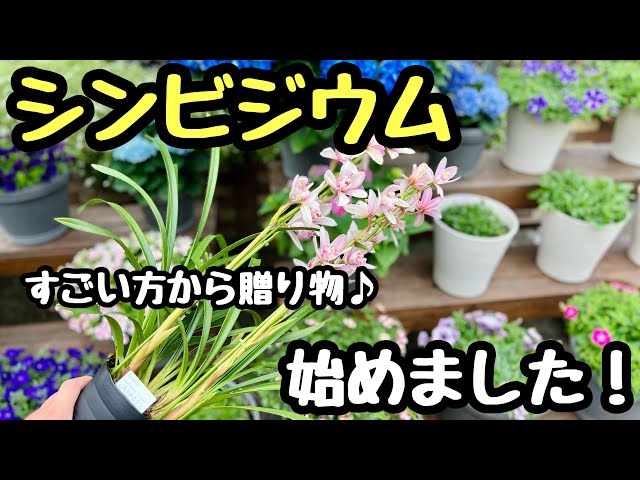 ◇【Cymbidium】We'll grow them for you! A gift from a specialist