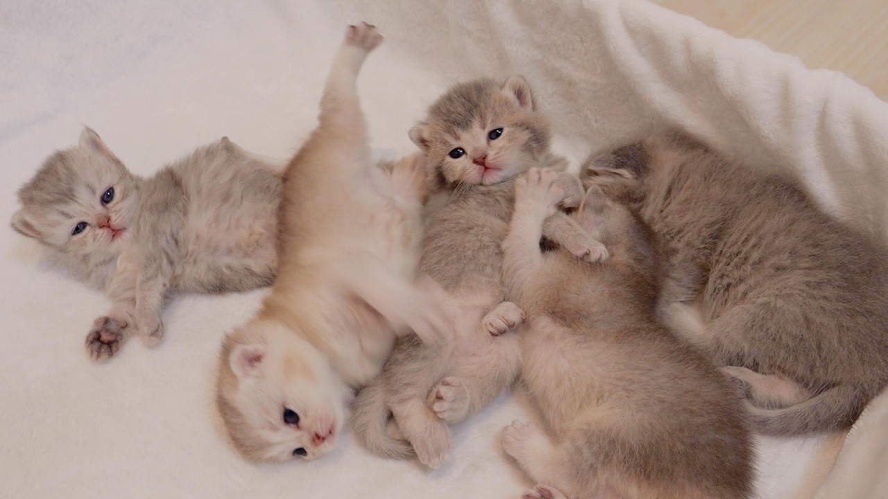 Надоедливый котенок будит своих крепко спящих братьев и сестер🤣