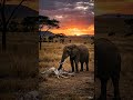 Elephant Touches Old Bones – What Happens Next Will Shock You 🐘💔