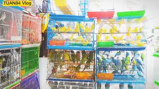 28/11 / tiệm chim cảnh Phượng 396 lê hồng phong quận 10 Sài Gòn vẹt  SUNCONURE nhồng yến phụng giá rẻ - YouTube