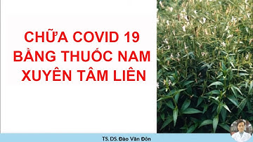 Chữa covid 19 bằng thuốc nam Xuyên tâm liên?