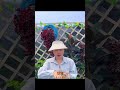 오리발나무 번식 꿀팁 🌱