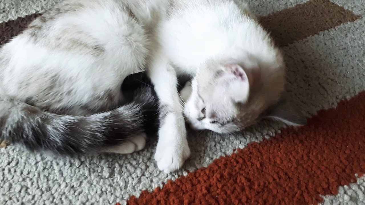 Me gusta este piso🐱❤