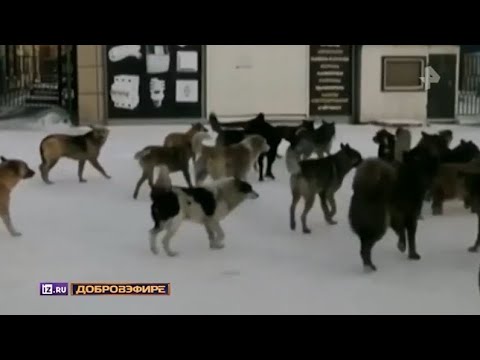 Бродячие собаки превратили жизнь россиян в ад.