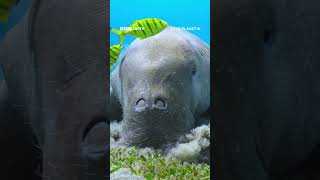Blue Planet III Official Trailer