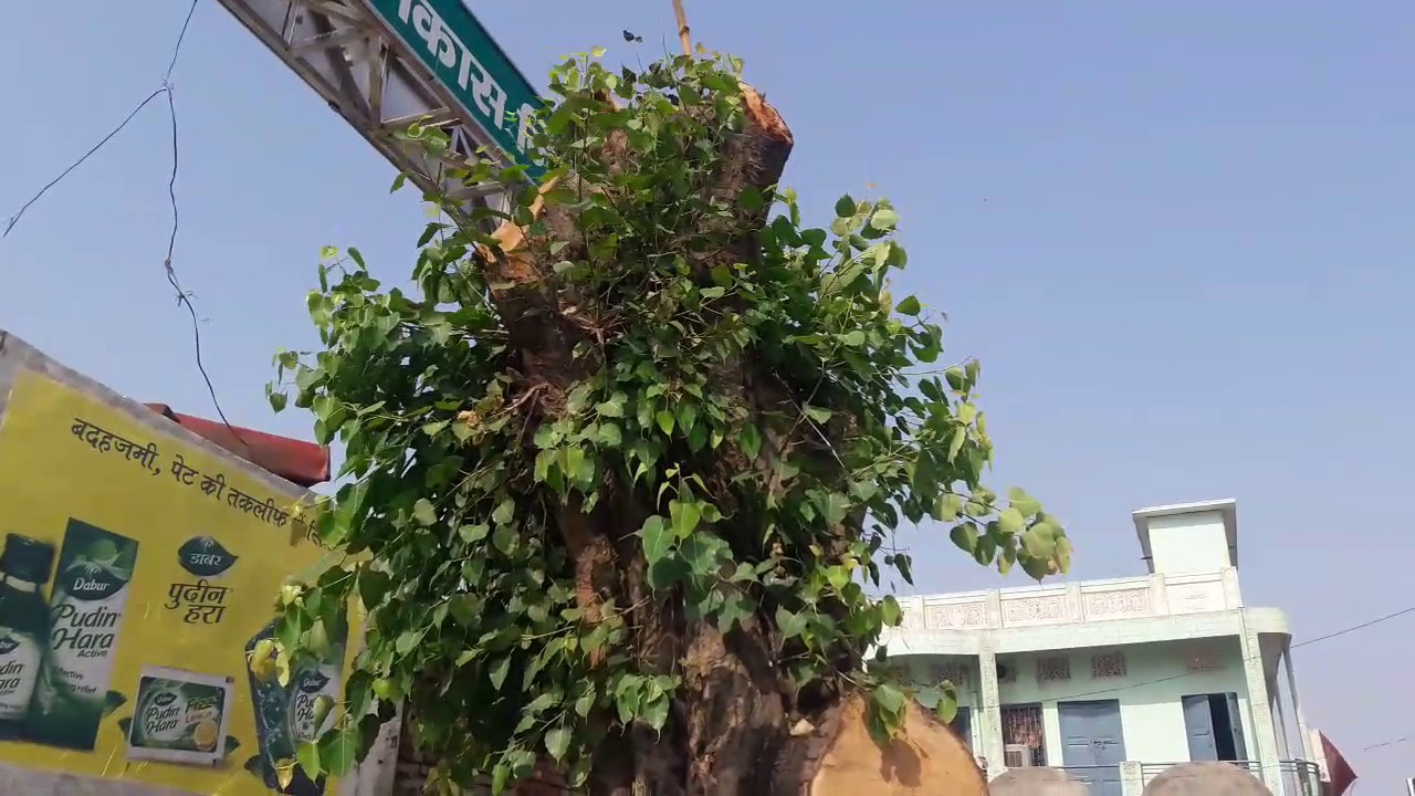 हाथ पैर कट गए फिर भी कह रहा मुझे मत मारो। braj bhushan iitk