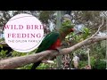 Wild Bird Feeding | O’Reilly’s Rainforest Retreat | Lamington National Park | The GaLon Family