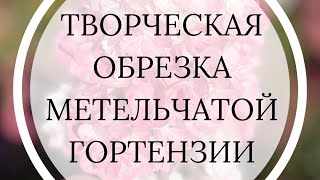 Обрезка метельчатой гортензии это творческий процесс. Экспериментируйте, не бойтесь! 😉