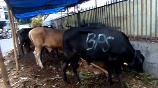 SAPI di taman ibadah