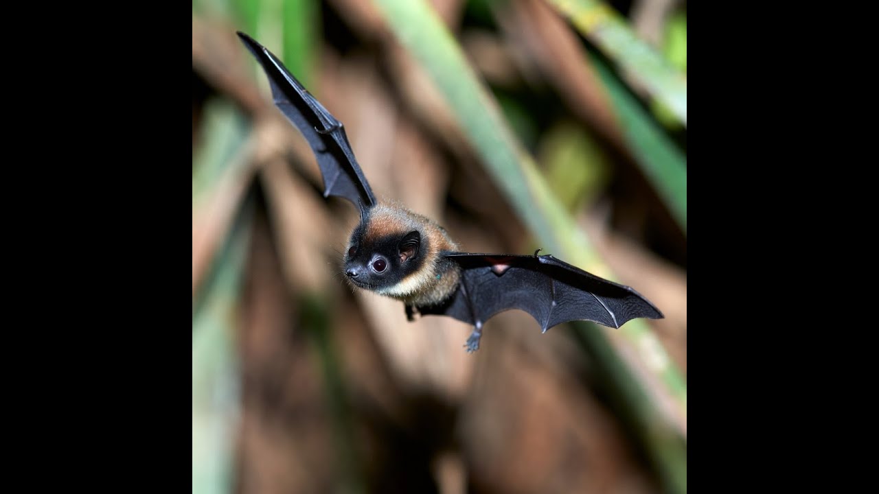 What Are Bats and How Do They Use Echolocation? 🦇 Incredible Bat Facts ...