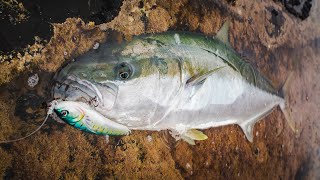 Big KINGFISH off the rocks! TOPWATER fishing in NEW ZEALAND