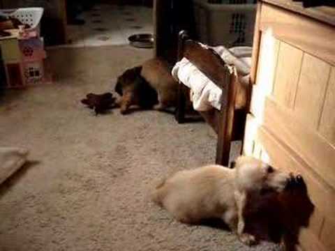 Dachshund Puppies at Play