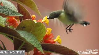 Olive-backed sunbird screenshot 5