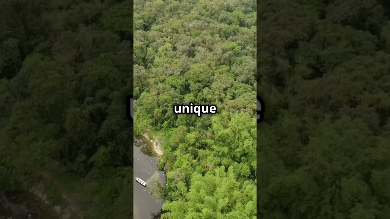 Top 5 Biggest Forests in the World 