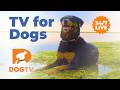 📺 LIVE 24/7 DOGTV: Original Relaxing TV for Dogs | Videos for Dogs &amp; Music to Relax Dogs 🐶