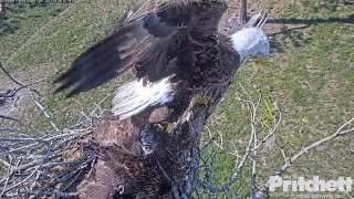 Celebrity SWFL Eagles ~ E22's Tangerine Sunrise 🌅 M15 Delivers Two Fish! E22 Grabs At Fish & Dad's Foot 5.9.23 Wealth