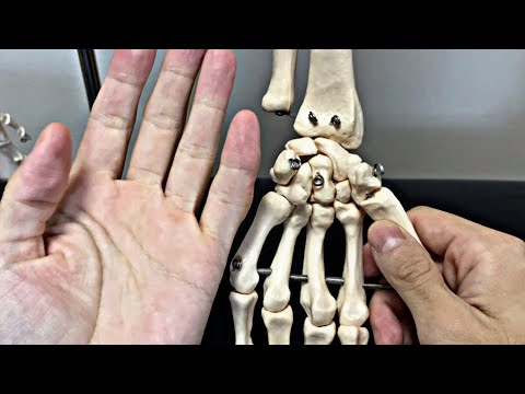 Anatomy of carpal bones (English)