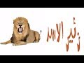 اصوات مسموعة زئير الاسد ارفع الصوت واسمع مؤثرات للمونتاج زئير رائع وممي ز و حصري 