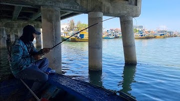 Câu cá rìa,cá nâu bằng mồi rong  biển.Cá ăn Giật liên tục