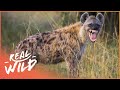 Must Know Facts About Some Of The Worlds Most Amazing Animals | Real Wild