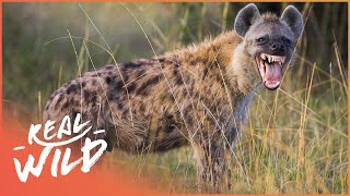 Must Know Facts About Some Of The Worlds Most Amazing Animals | Real Wild