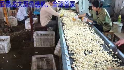 Peeled garlic color sorter,grade/ separation machine/jromchen@hotmail.com