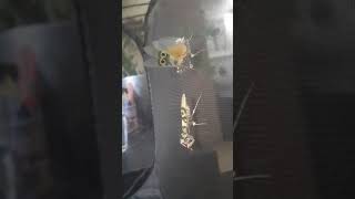 Pseudocreobotra wahlbergii - Spiny flower mantis