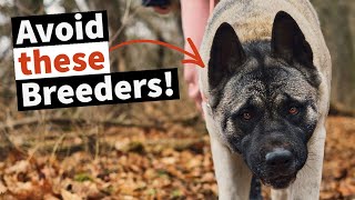 Akita Breeder RED FLAGS: How to Find the Perfect Akita Puppy