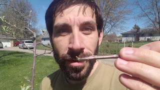 Introduction to the Technique of Grafting by Merry Lea Environmental Learning Center 80 views 3 years ago 4 minutes, 30 seconds